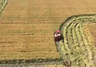 我國夏油大面積收獲 預(yù)計(jì)單產(chǎn)高于上年
