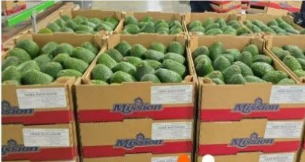 全鏈條可追溯 中遠(yuǎn)海運(yùn)護(hù)航秘魯牛油果進(jìn)入中國(guó)市場(chǎng)