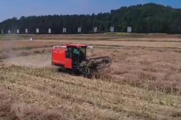 單產(chǎn)提升在望！高油高產(chǎn)品種增產(chǎn) 牢牢守住“糧袋子”拎穩(wěn)“油瓶子”