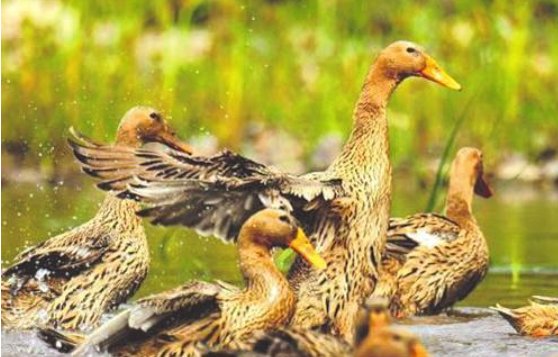 全產(chǎn)業(yè)鏈產(chǎn)值突破二十三億元平臺+產(chǎn)業(yè)，縉云麻鴨越“飛”越高