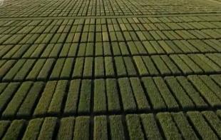 新品種“同田競秀”種出新希望 科技農(nóng)業(yè)“金種子”夯實(shí)豐產(chǎn)基礎(chǔ)