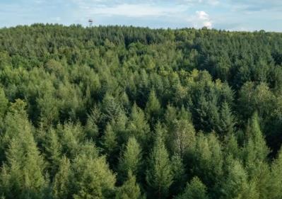 黑龍江：踐行大食物觀 豐盈“森林糧庫(kù)”