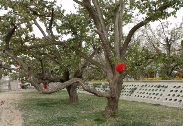 總數再更新！我國新增三項全球重要農業(yè)文化遺產