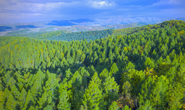 龍江森工集團實施創(chuàng)新驅動 “數(shù)智林業(yè)”跑出加速度