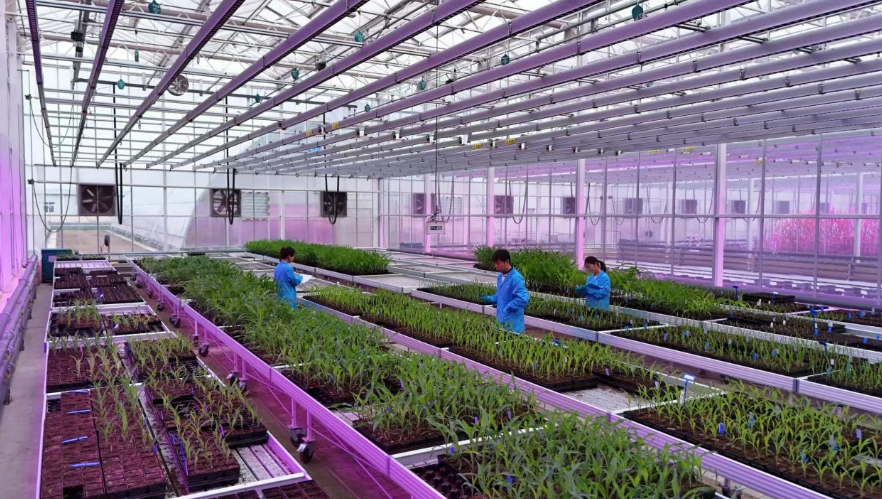 中國(guó)中化以科技創(chuàng)新賦能生物種業(yè)，打造農(nóng)業(yè)新質(zhì)生產(chǎn)力