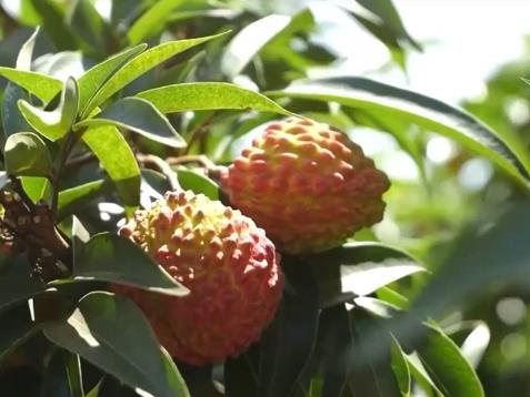 農(nóng)產(chǎn)品出口迎來新機(jī)遇 為返鄉(xiāng)創(chuàng)業(yè)青年提供了新舞臺