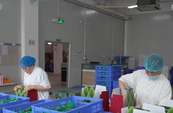 端午粽香飄四海：粽子出口量穩(wěn)步增長 朋友圈不斷擴容