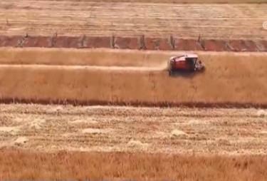 科技賦能 助力各地小麥豐產(chǎn)豐收