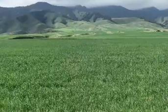 好山好水孕育好莊稼 天山腳下數(shù)萬(wàn)畝優(yōu)質(zhì)小麥長(zhǎng)勢(shì)正好