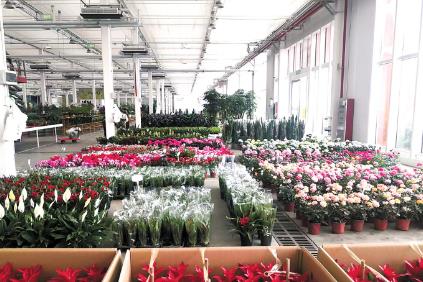 看“花木之鄉(xiāng)”安徽肥西轉(zhuǎn)型升級(jí)