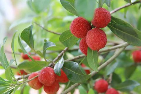 “中國(guó)楊梅之鄉(xiāng)”的楊梅熟了 色澤烏紅、酸甜可口