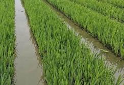 農(nóng)業(yè)農(nóng)村部：“十四五”以來(lái)我國(guó)放流各類(lèi)水生生物苗種1500余億尾