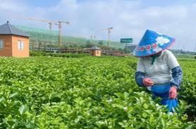 “茉莉之鄉(xiāng)”廣西橫州借力數(shù)字智能 產(chǎn)業(yè)升級(jí)香飄海外