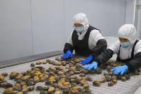 小鮑魚闖出大市場(chǎng)——中國鮑魚之鄉(xiāng)連江持續(xù)吃透“一粒鮑”