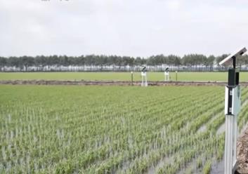 小麥收獲、圓蔥產(chǎn)銷旺、水稻長勢好……鄉(xiāng)村處處是“豐”景