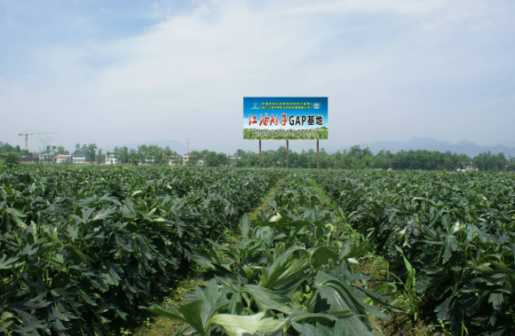 從一株種苗到全鏈貫通 四川江油“蔬”寫鄉(xiāng)村振興新答卷