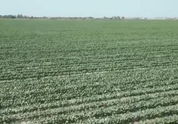 4482.3萬畝，“智慧管家”賦能！棉花種植數(shù)字化、精準化、遠程化