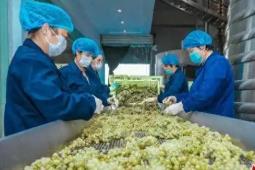 國(guó)內(nèi)首株干白葡萄酒本土釀酒酵母實(shí)現(xiàn)量產(chǎn)