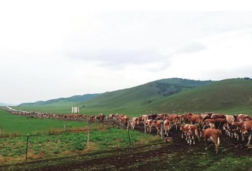 內(nèi)蒙古12.8萬頭牲畜開啟草原遷徙
