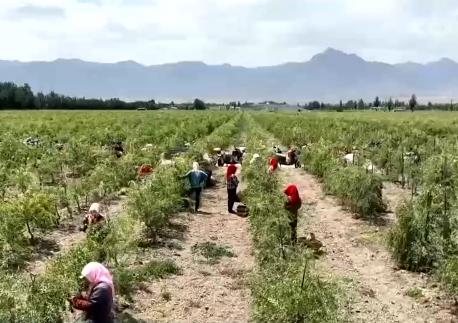 寧夏枸杞、新疆白杏進(jìn)入成熟采摘期 小水果大產(chǎn)業(yè) 助果農(nóng)增收致富