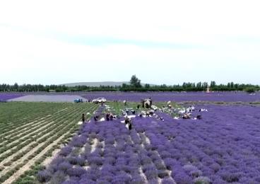 擦亮紫色花?！敖鹱终信啤?“花卉+”激活吃、住、游、購綜合消費新動能