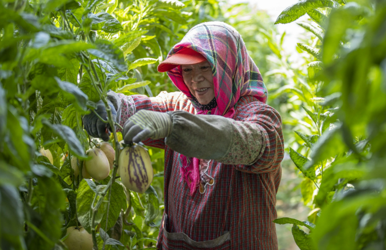 寧夏：“十個(gè)一”行動(dòng)促進(jìn)農(nóng)村勞動(dòng)力就業(yè)增收