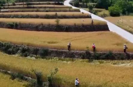一看二數(shù)三稱重四“統(tǒng)一” 解鎖層層梯田上小麥的豐收密碼