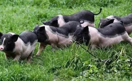 廣西陸川豬產(chǎn)業(yè)走出品質(zhì)筑基、品牌開路、鏈條延伸的特色發(fā)展之路