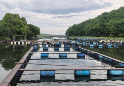 牡丹江冷水魚產(chǎn)業(yè)：全鏈條發(fā)展的振興之路