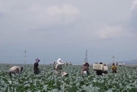 特色產(chǎn)業(yè)“蔬”寫鄉(xiāng)村振興新篇章 廣袤田野上處處升騰著綠色的希望