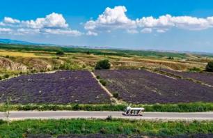 新疆霍城：薰衣草之鄉(xiāng)的“紫”樣生活