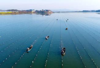 中國淡水珍珠之鄉(xiāng)，憑什么是它？