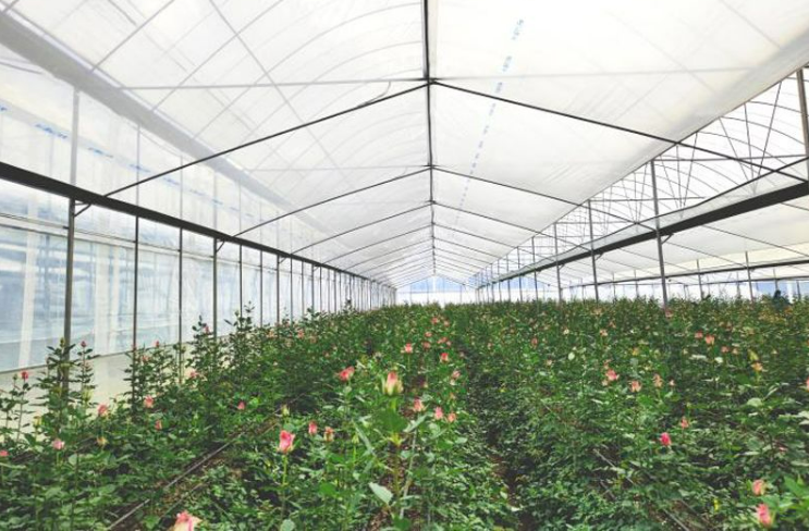 雷馬散光膜馴服高原強(qiáng)光，“鮮花經(jīng)濟(jì)”告別灼傷之痛