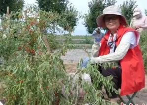 “枸杞之鄉(xiāng)”紅果豐收 特色產(chǎn)品走俏中亞