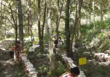 林下經(jīng)濟(jì)“點(diǎn)綠成金” “林+”模式為鄉(xiāng)村振興增添綠色動能