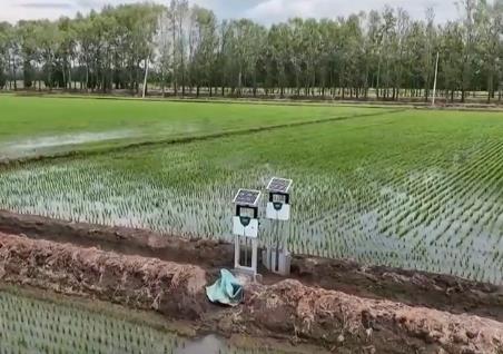 抓夏管 提單產(chǎn) 夯實(shí)秋糧豐收基礎(chǔ)