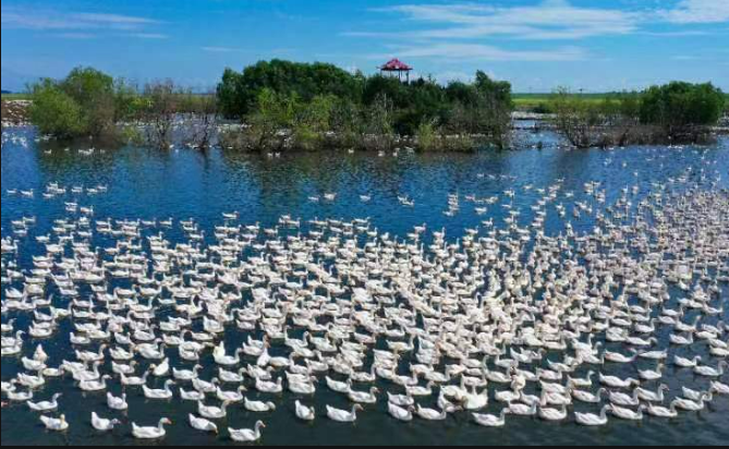 黑龍江嫩江市：特色養(yǎng)殖煥發(fā)鄉(xiāng)村經(jīng)濟新活力