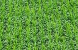 小暑農(nóng)事忙：秋作物茁壯、早稻金黃 南北田間奏響豐收序曲