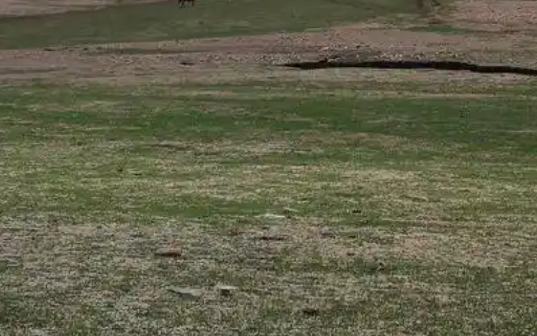 近5年我國退化草原面積年均縮減5000萬畝