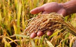 國家發(fā)改委：全球每5斤谷物就有1斤多產(chǎn)自中國