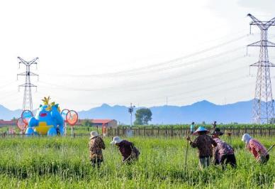 “中國黃花之鄉(xiāng)”：小小黃花如何撬動鄉(xiāng)村大發(fā)展