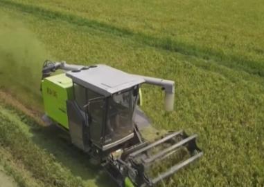 高產(chǎn)優(yōu)質(zhì)！科技助力早稻豐收 糧食穩(wěn)產(chǎn)基礎(chǔ)牢