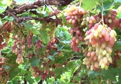 豐收時節(jié)展新景：特色農(nóng)產(chǎn)品產(chǎn)銷兩旺 拓寬農(nóng)戶增收路