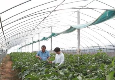 夜間采收+預(yù)冷運輸 山東蘭陵多舉措保障蔬菜供應(yīng)
