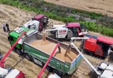 2994.8億斤、375.6公斤……“數(shù)”里行間多維度觀察夏糧穩(wěn)產(chǎn)豐收