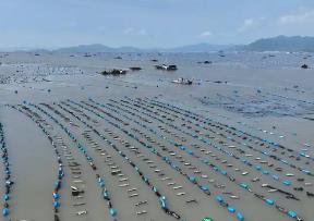 福建：領(lǐng)跑水產(chǎn)育種 豐富“藍(lán)色糧倉(cāng)”