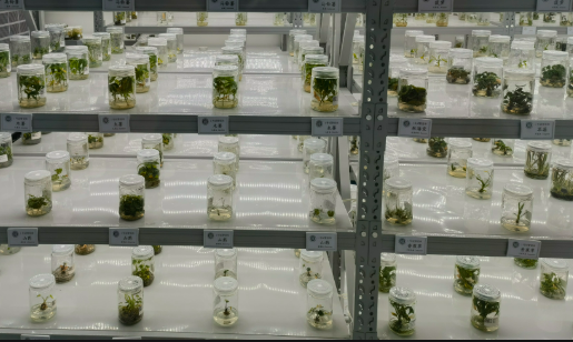 守護農(nóng)業(yè)“芯片”！走進種子“諾亞方舟”