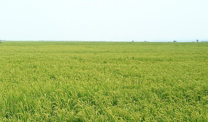 地標產(chǎn)業(yè)激發(fā)鄉(xiāng)村振興新動能