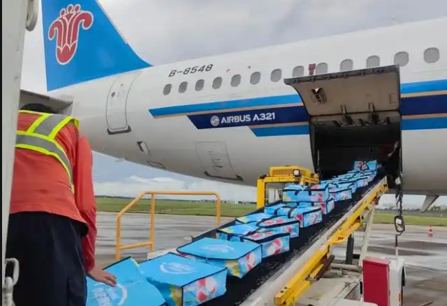 萬噸荔枝搭飛機(jī) 南航物流助力廣東荔枝“搶鮮”全球