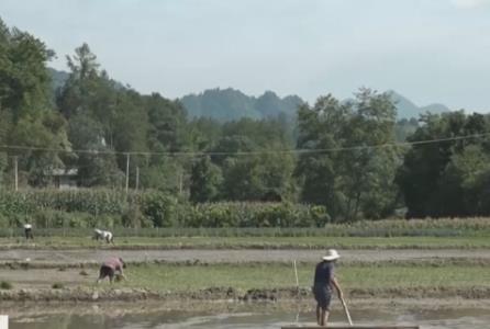 支持洪澇臺風(fēng)災(zāi)后農(nóng)業(yè)生產(chǎn)救災(zāi)打好“組合拳” 智能設(shè)備助力顆粒歸倉